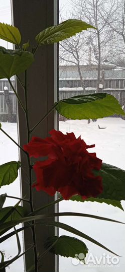 Китайская роза (Гибискус)