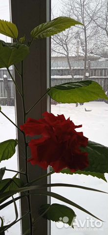 Китайская роза (Гибискус)