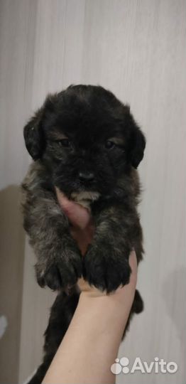 Пудель & Шпиц