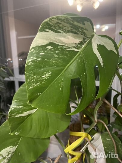 Монстера альба