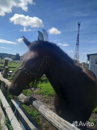 Продам. Кобылу. Орловской породы. Возраст 7лет