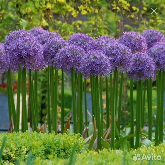 Безвременник луковицы, Декоративный лук