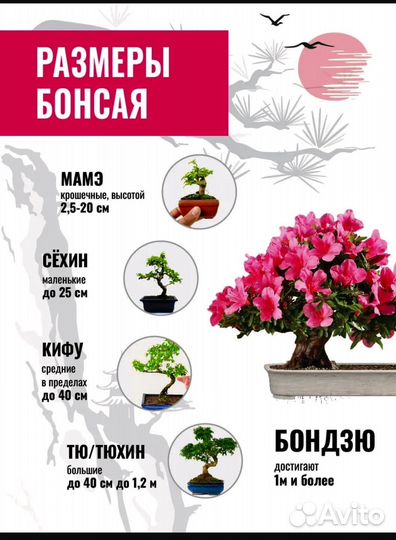 Бонсай Айва Японская