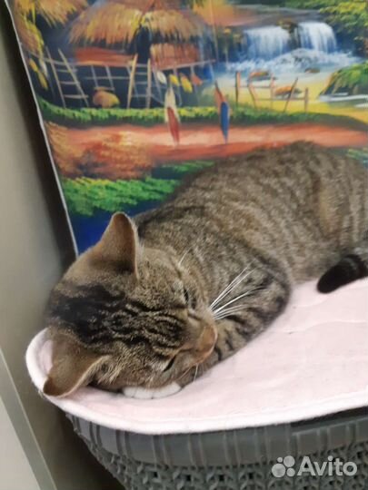 Кошечка в надежные руки