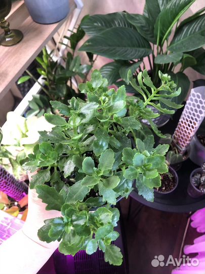 Каланхоэ, красула хоббит, денежное дерево