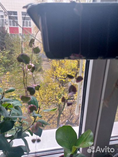 Церопегия вуда