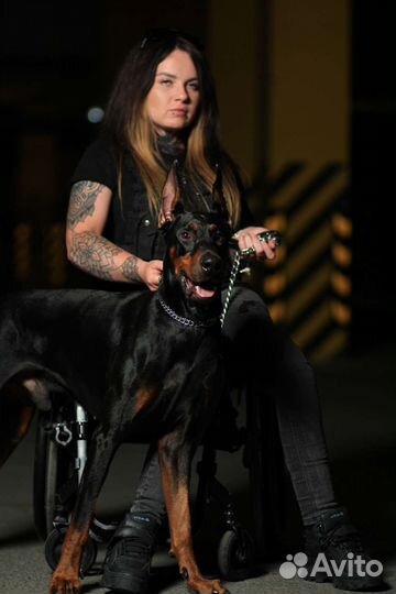 Доберман для фотосессии