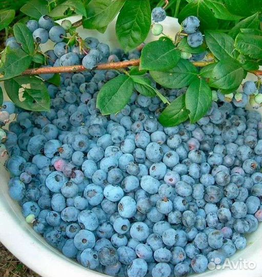 Черника, голубика