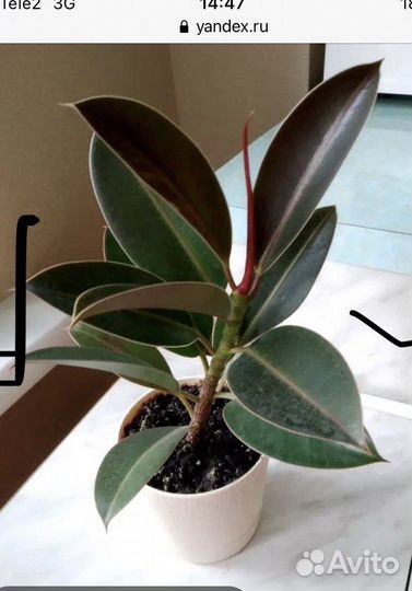 Отростки комнатных растений