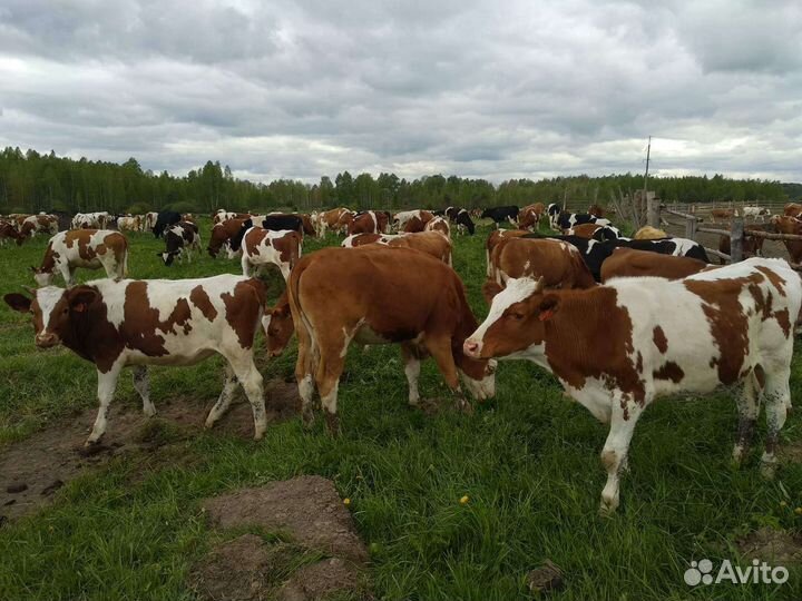 Дояр, доярка