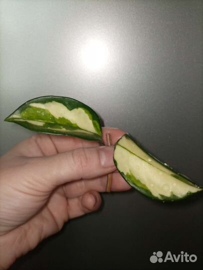 Срезы хойи Карнозы Триколор