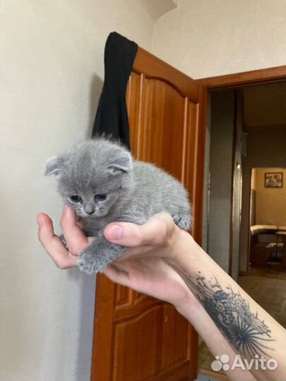 Продаются котята