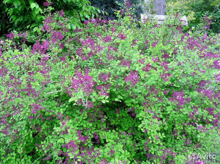 Бузина Годжи Сирень Лаванда Перовския