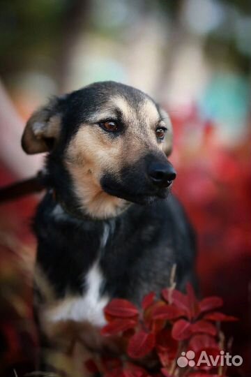 Дарк ищет дом