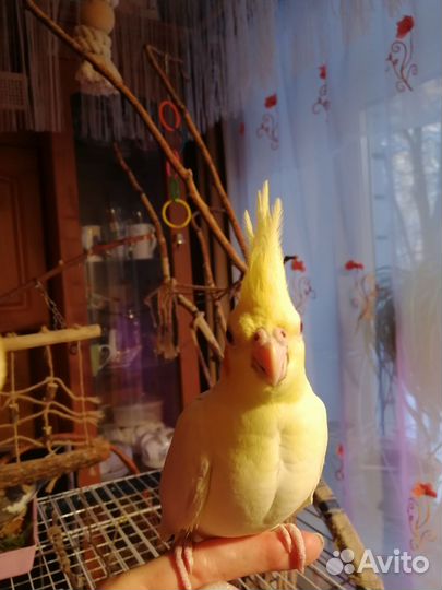 Попугай корелла птенец