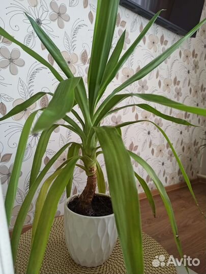 Пальма Юкка 20 см, 50 см