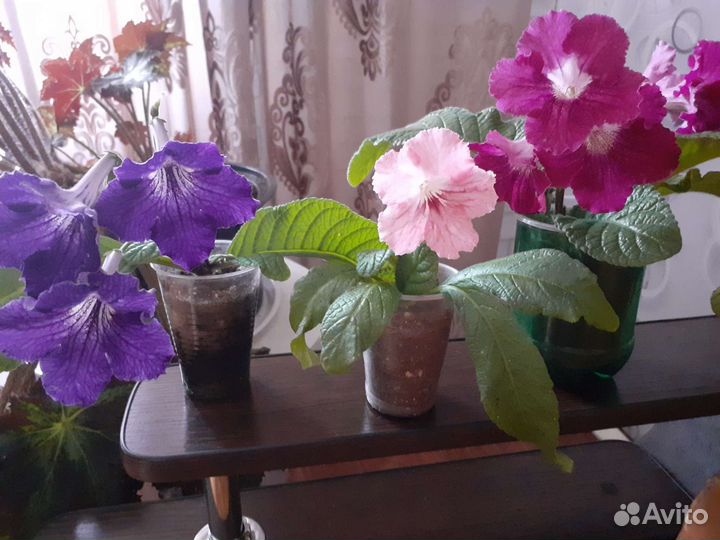 Стрептокарпусы