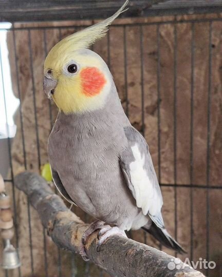 Попугай корелла