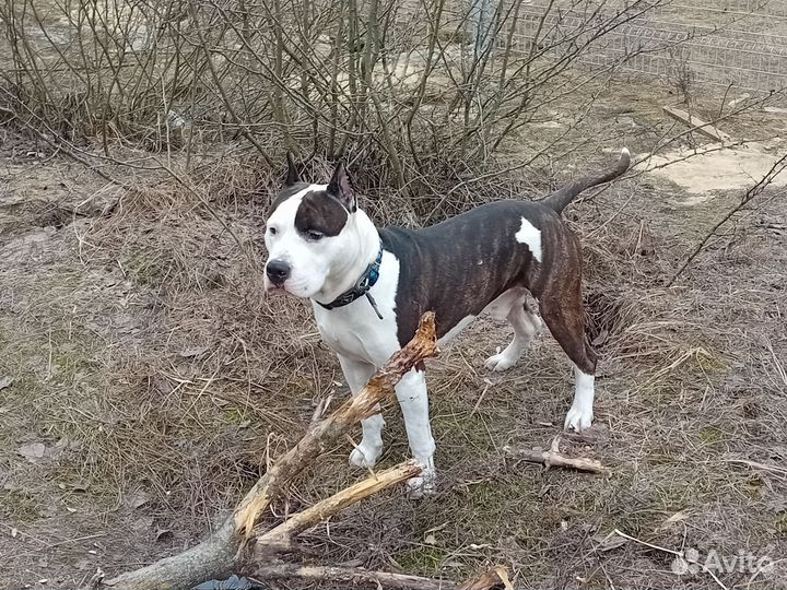 Вязка Амстафф