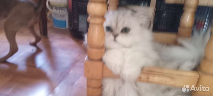 Котик персидской шиншиллы