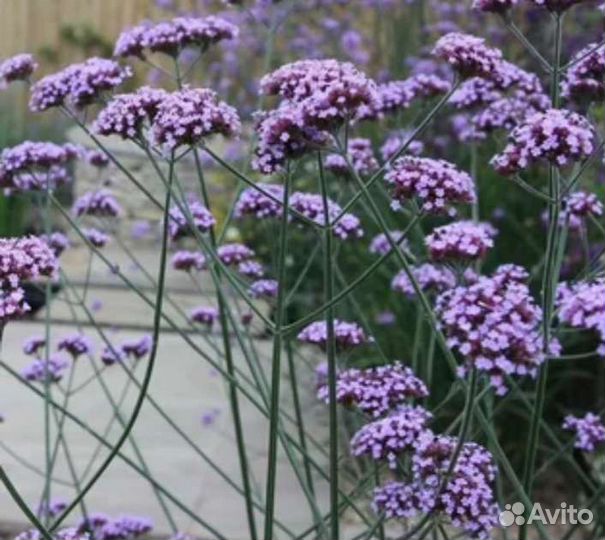 Вербена бонарская семена