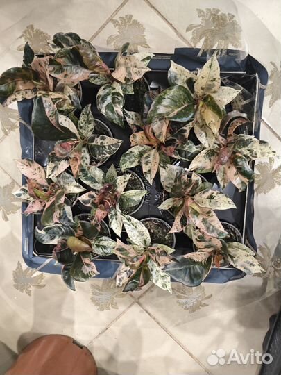 Фикус шривериана