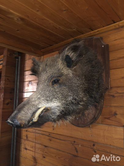 Чучело головы кабана