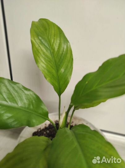 Спатифиллум