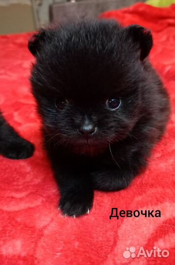 Померанский шпиц