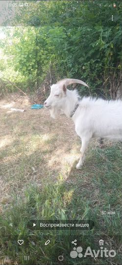 Коза дойная,козлята,козел