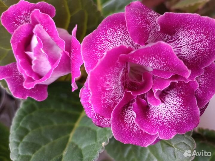 Сортовые глоксинии. Сортов больше, пишите скину