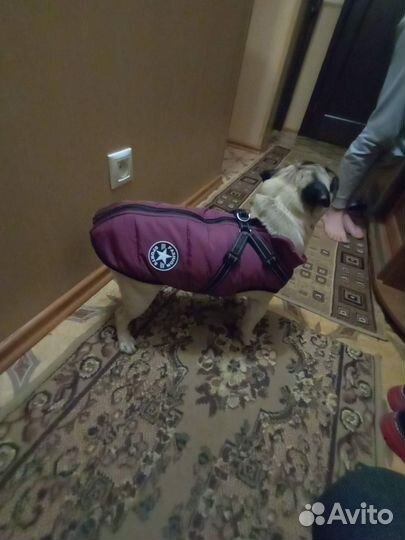 Зимняя куртка для собаки