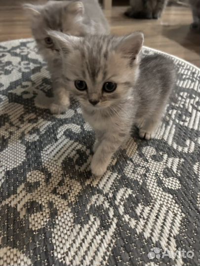 Котята шотландцы