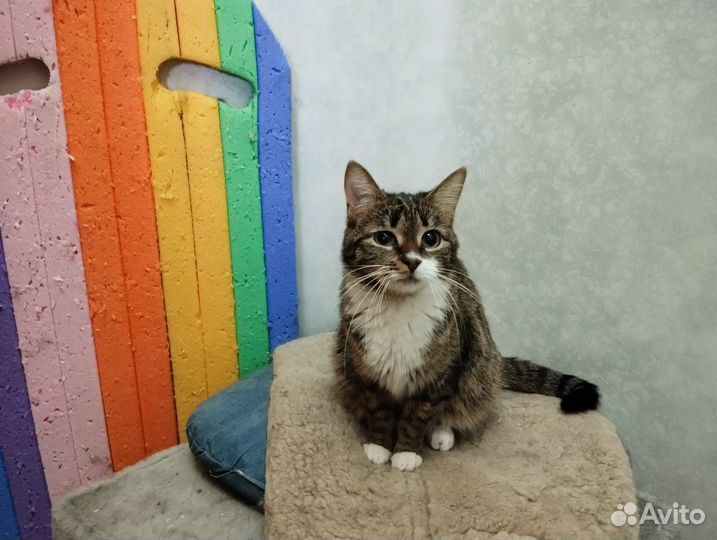 Котики бесплатно в добрые руки