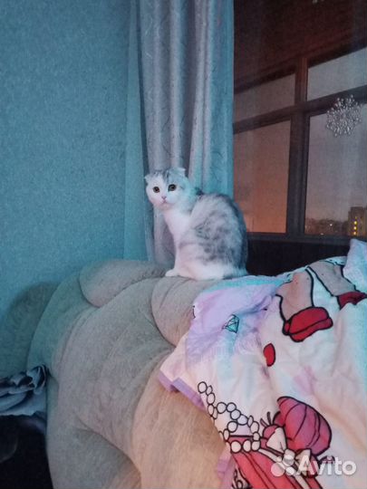 Продам кота