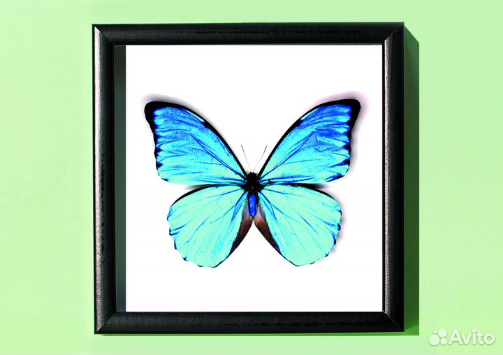 Сувенир. Морфа самец. Бабочка в рамке