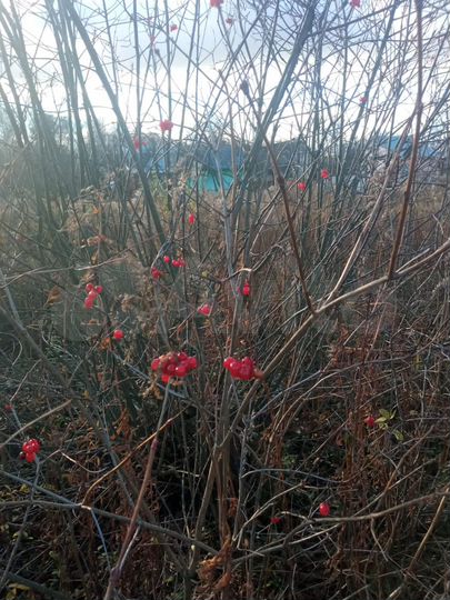 Участок 5 сот. (СНТ, ДНП)