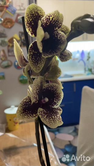 Орхидея Черный спинер