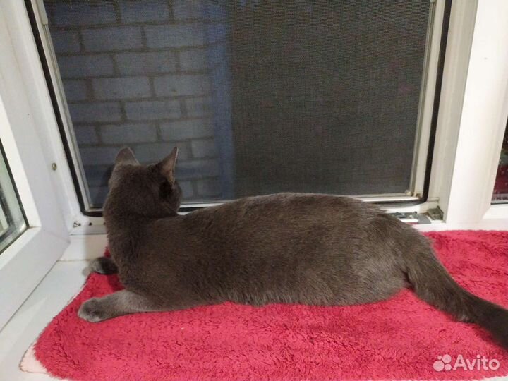 Кошка отдам в хороший руки