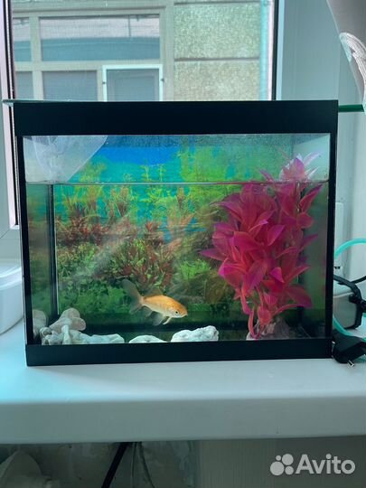 Аквариум