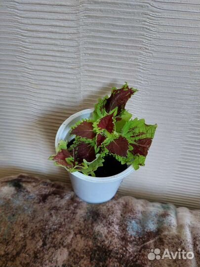 Колеусы вегетативные