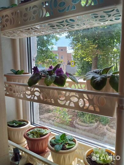 Фиалка цветущая