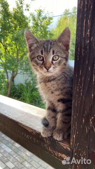 Котята от деревенской кошки-крысоловки