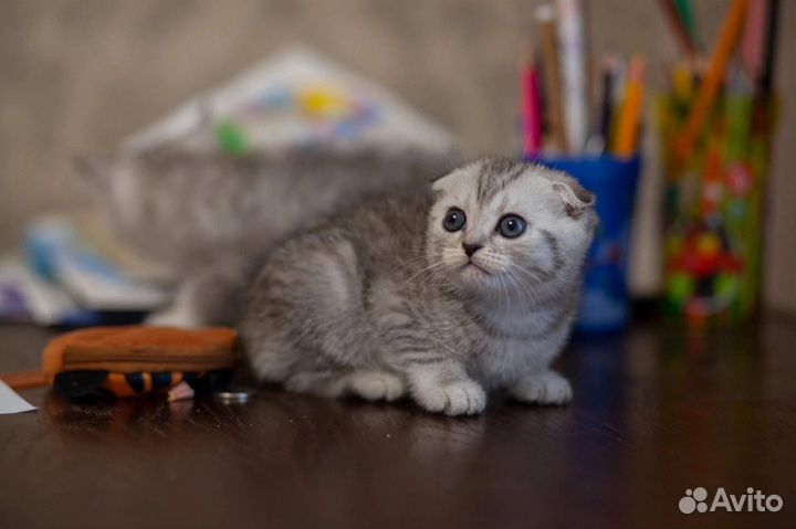 Шотландские котята вискас серебристая шиншилла блю