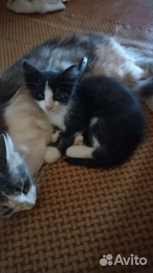 Отдам котят в хорошие руки