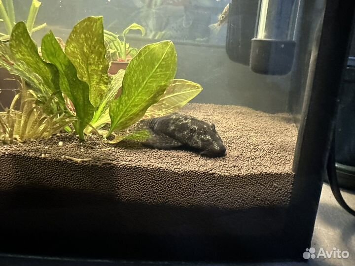 Сом анциструс