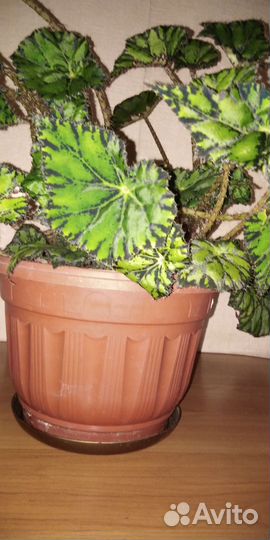 Бегония отдам за сахар