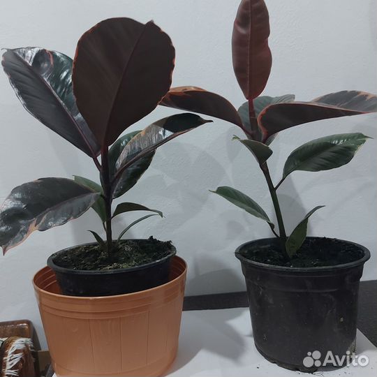 Фикус эластика Белиз