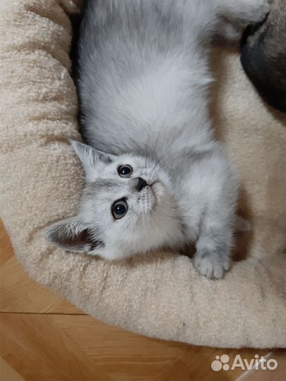 Британская кошечка