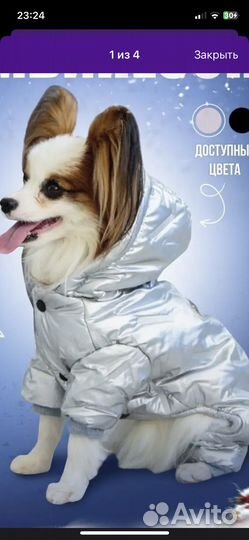 Одежда для собак